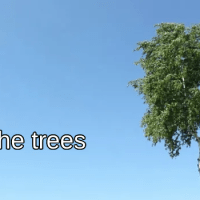 The trees